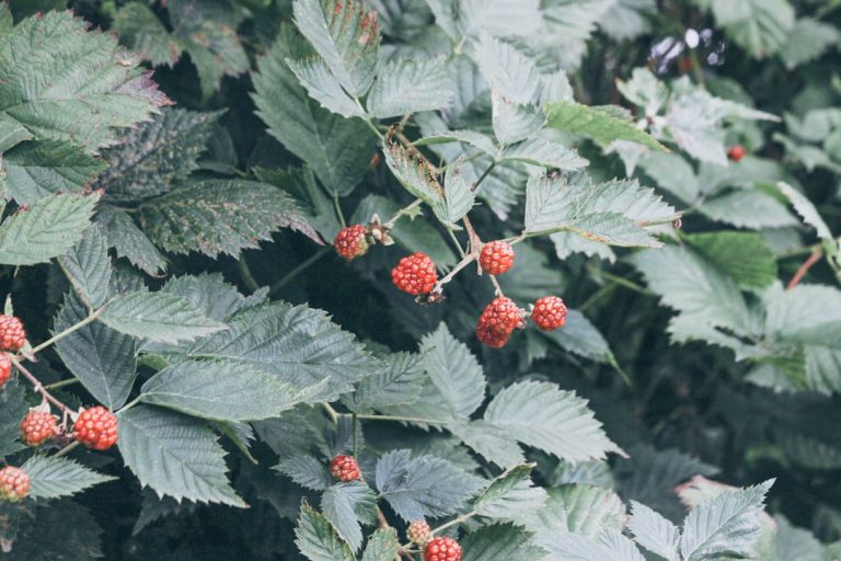 Exploring Eco-Friendly Outdoor Adventures